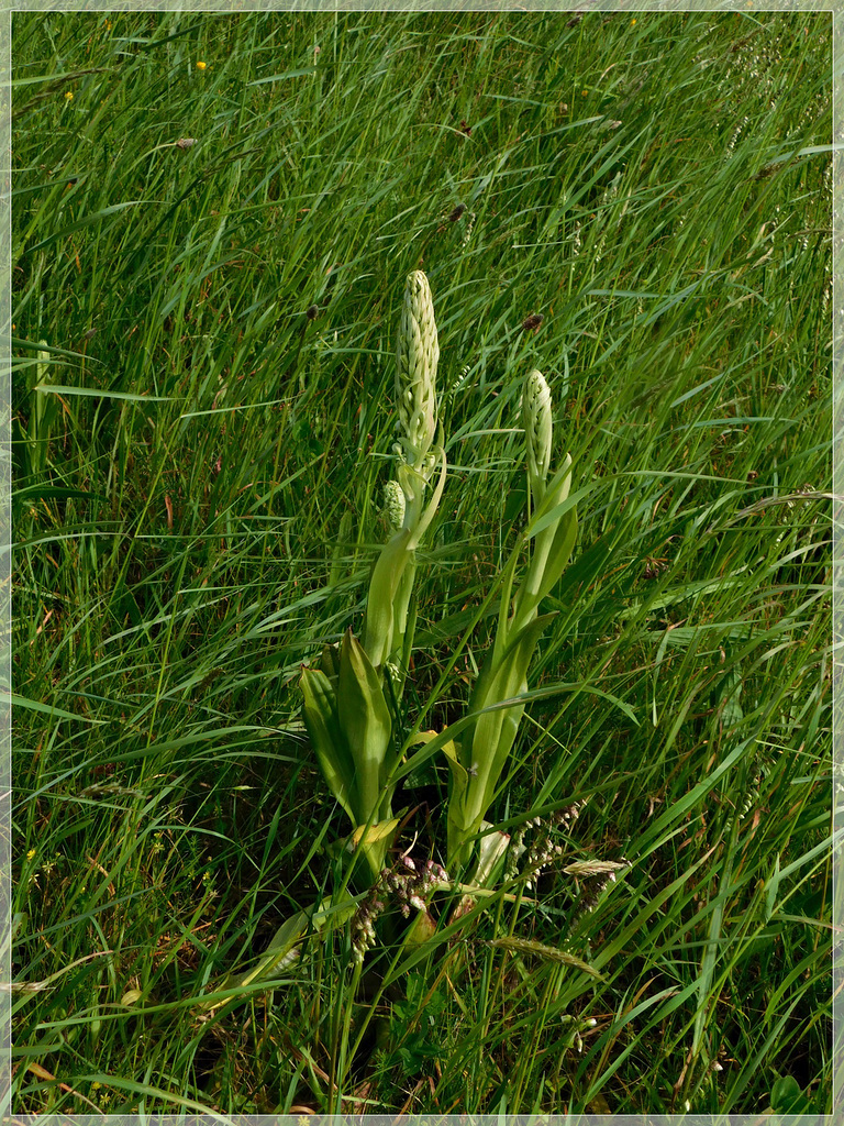 Futur Orchis Pyramidal