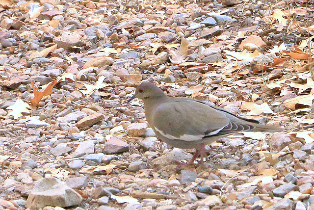 White-winged Dove