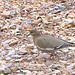 White-winged Dove