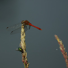 Sympetrum sanguineum