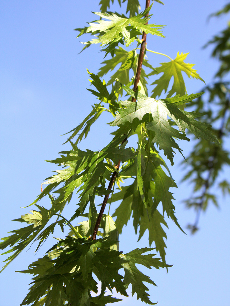 Acer saccharinum (5)