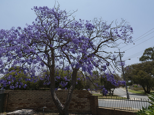 The Colour Purple