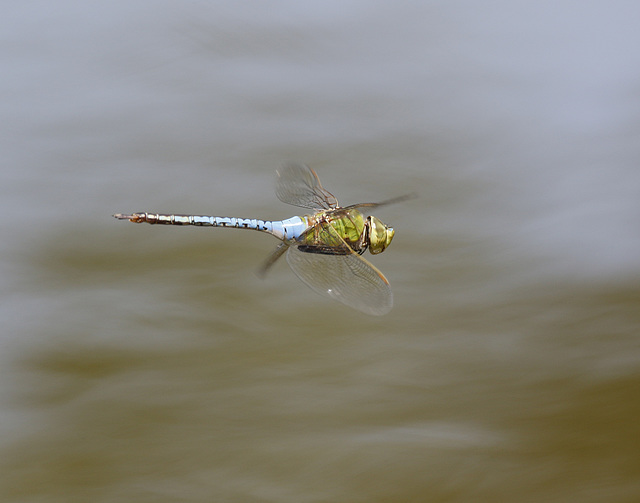 anax junius anax junius
