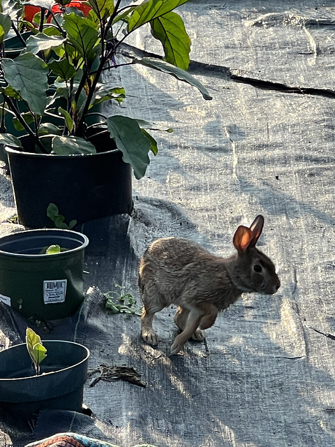 Hare Raising