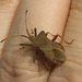 IMG 1487 Dock Bug-1