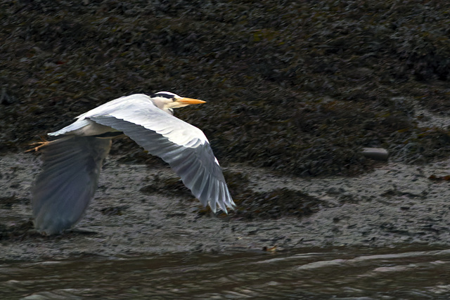 Grey Heron