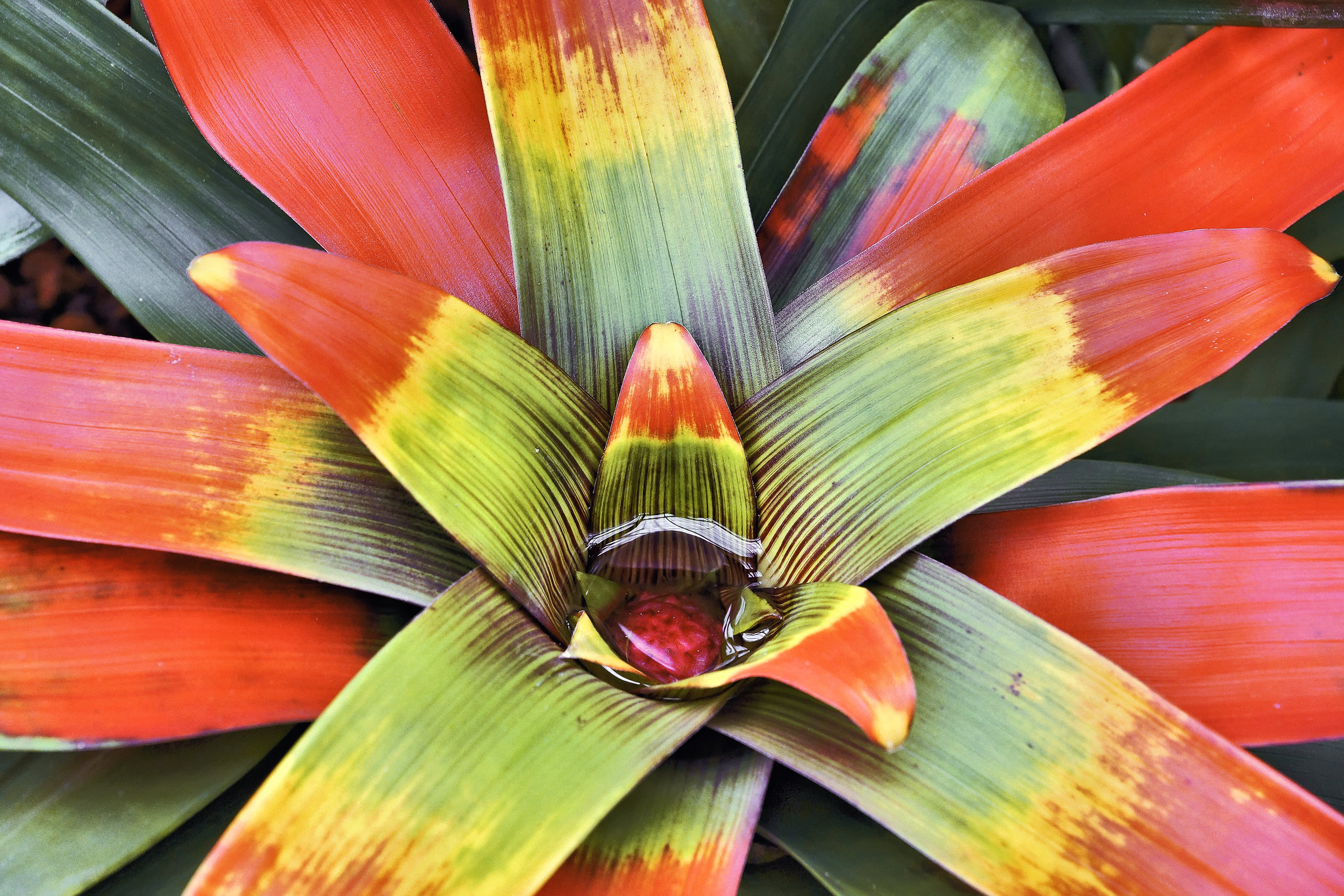 Guzmania Sanguinea – Botanical Garden, Montréal, Québec