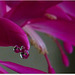 MON JARDIN