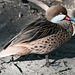 20150911 8816VRAw [D~HF] Ente, Tierpark, Herford