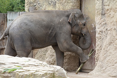 Tarak arbeitet II (Zoo Heidelberg)