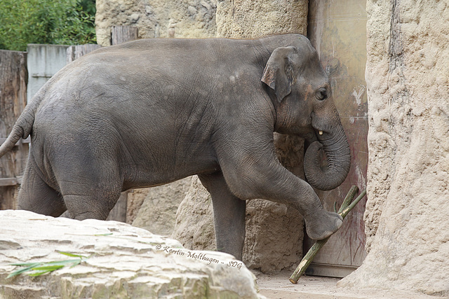 Tarak arbeitet II (Zoo Heidelberg)