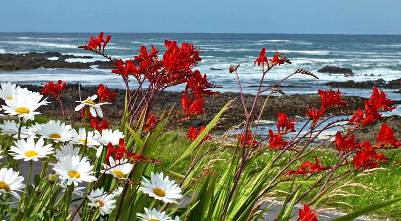 Malin Head flowers