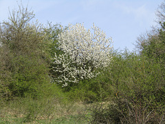 am Münchshofener Berg