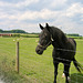Horse near Tixall Farm