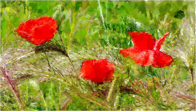 Coquelicots