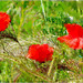 Coquelicots