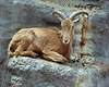 Mountain Goat - London Zoo, May 1980