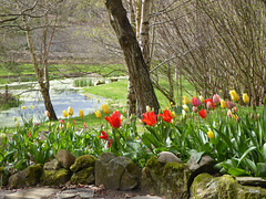 Spring sunshine by the pond