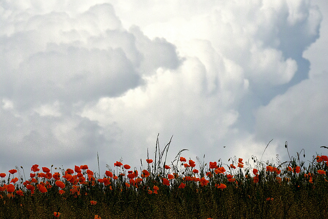 Mohn vor Gewitterwolken