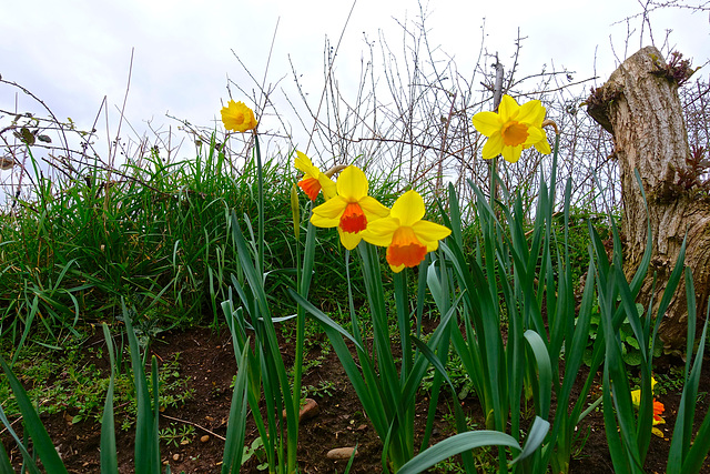 Spring daffodils