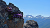 Olympic Mountain Penstemon