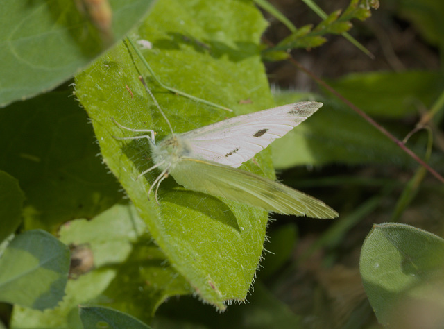 ButterflyIMG 5500