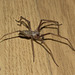 SpiderIMG 6588