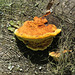 Fungus on a fallen log