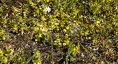 20200408 7091CPw [D~MI] Knäuel-Hornkraut (Cerastium glomeratum), Großes Torfmoor, Hille