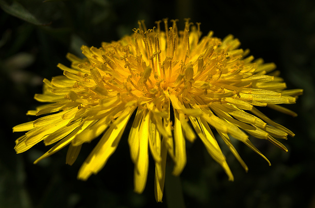 A Deluge Of Dandelions!!