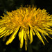 A Deluge Of Dandelions!!