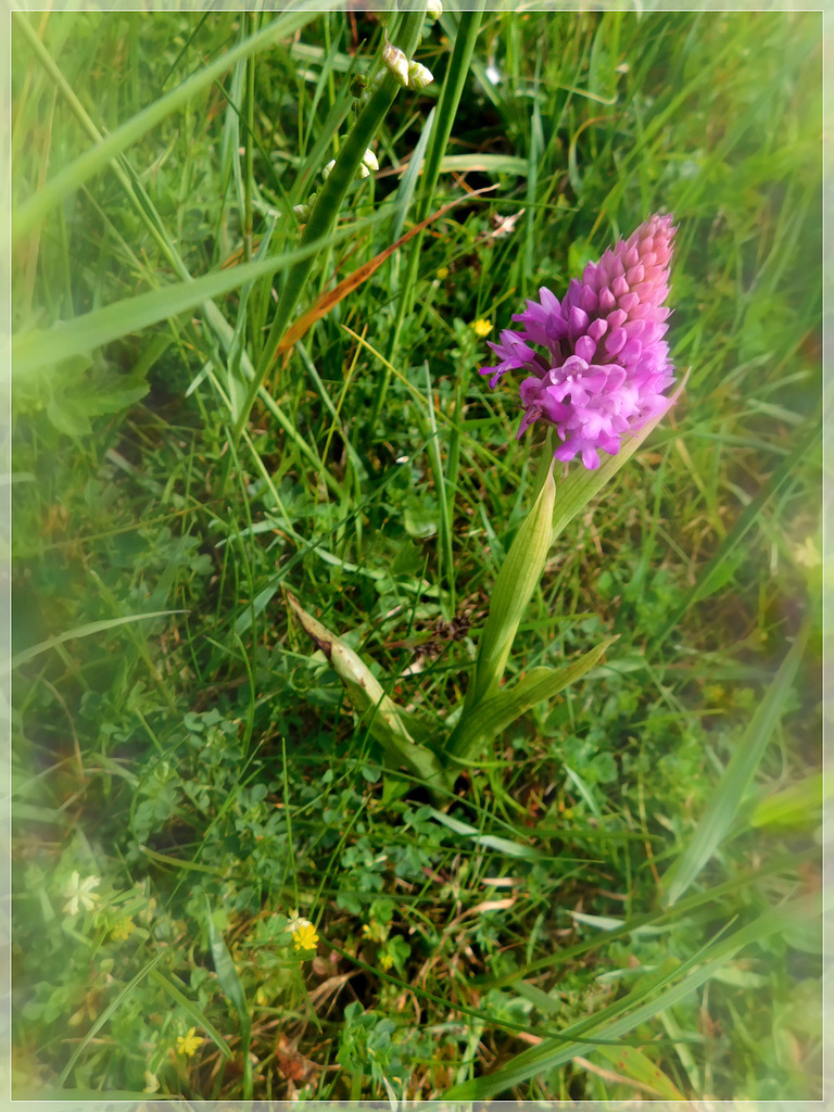 Orchis pyramidal avec effet de mon appareil photo