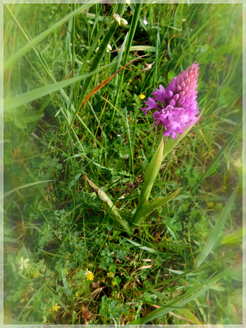 Orchis pyramidal avec effet de mon appareil photo avec note