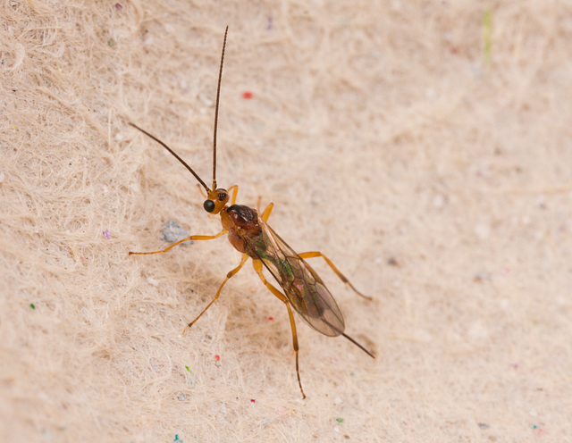 IMG 3837IchumenonWasp