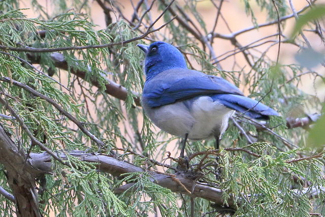 Mexican Jay