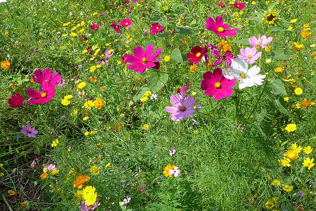 Sonniger Sonntag auf der Sonntagsblümchenwiese