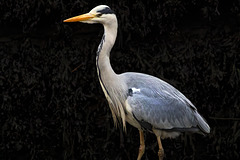 Grey Heron