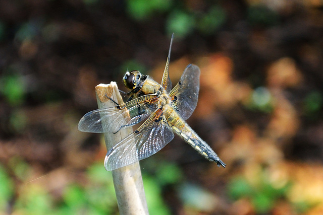 Four-spotted Chaser m (Libellula quadrimaculata) 3