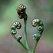 Bracken Fern