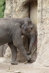 Tarak arbeitet III (Zoo Heidelberg)