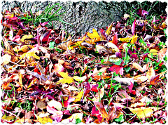 Multi-Coloured Leaves.