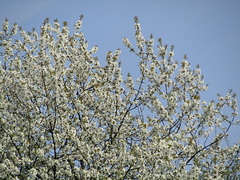 Blütenpracht und Himmelsblau