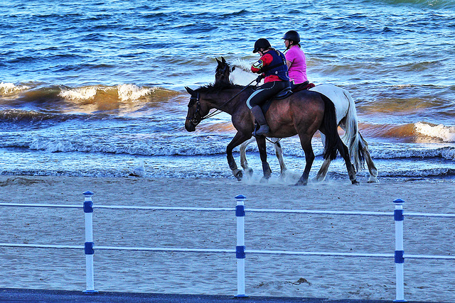 Wild beach horses