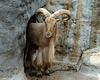 Mountain Goat - London Zoo, May 1980