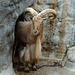 Mountain Goat - London Zoo, May 1980