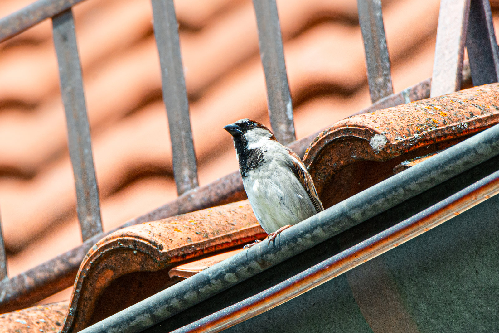 Spatz - 20190604