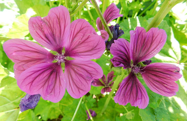 belle couleur...Une mauve...