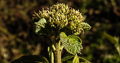 20200404 7043CPw [D~LIP] Wolliger Schneeball (Viburnum lantana), Bad Salzuflen