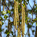 20200408 7092CPw [D~MI] Birke (Betula pendula), Großes Torfmoor, Hille