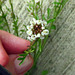 Hairy Bittercress (Cardamine hirsuta)